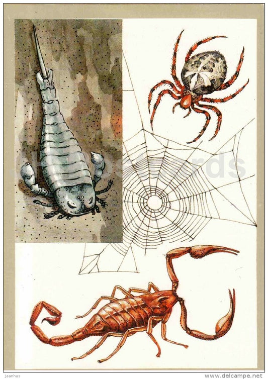 Angulate orbweavers - spider - scorpion - insects - Protected Animals and Plants - 1983 - Russia USSR - unused - JH Postcards