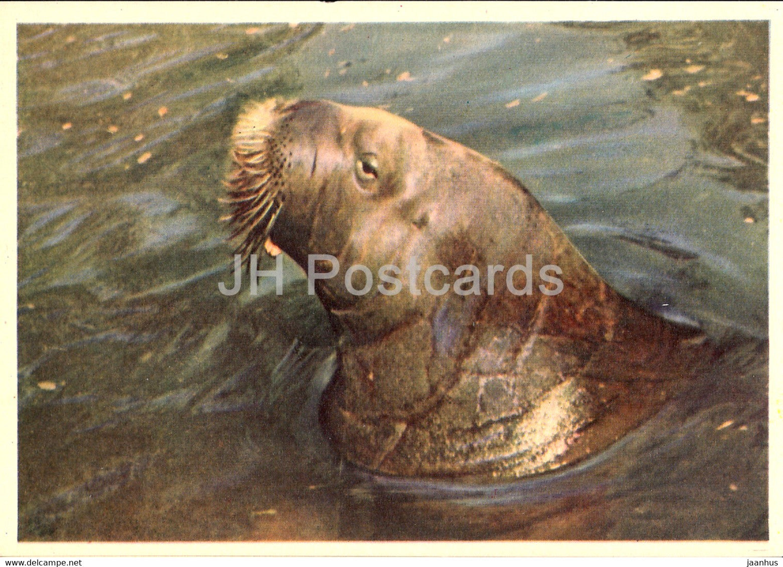 Walrus - Odobenus rosmarus - Moscow Zoo - 1963 - Russia USSR - unused - JH Postcards