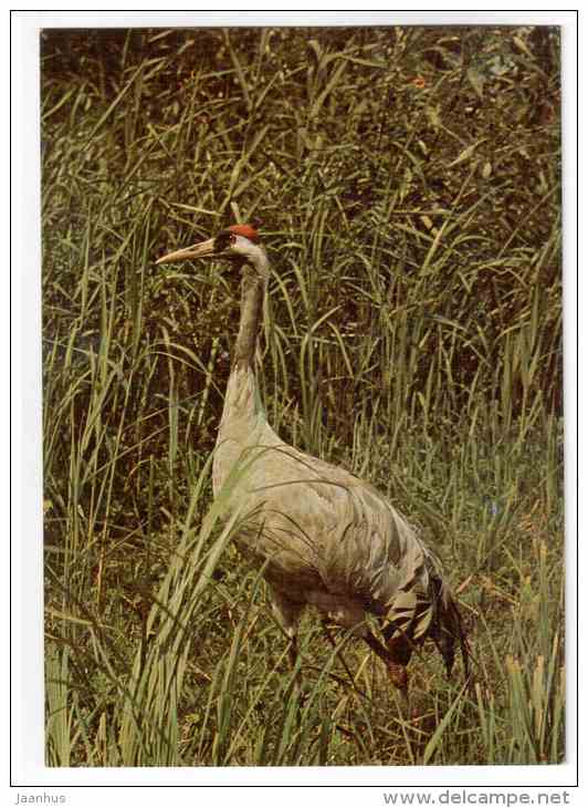Common Crane - Grus Grus - birds - 1977 - Poland - unused - JH Postcards