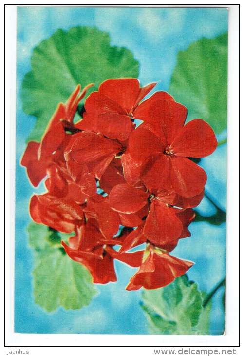 Meteor - Geranium hybride - Decorative House Plants - flowers - 1974 - Russia USSR - unused - JH Postcards