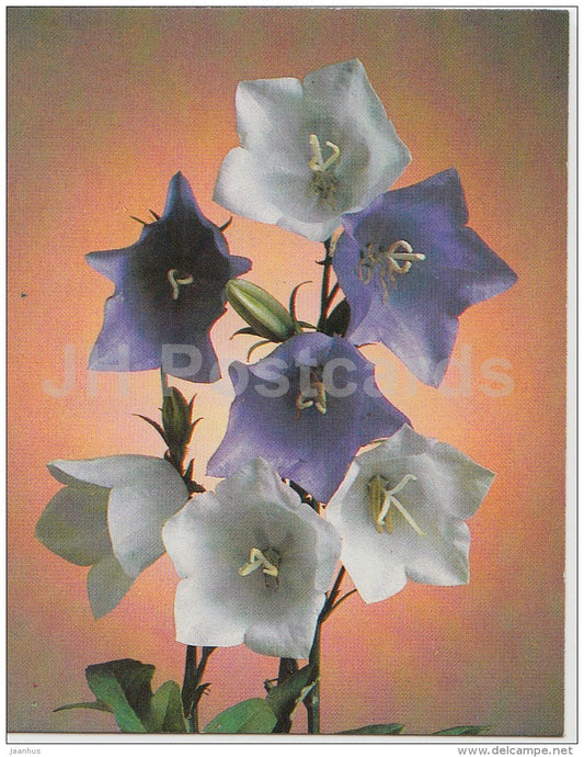 mini Birthday greeting card - bell flowers - 1989 - Russia USSR - unused - JH Postcards