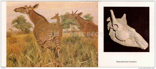 Samotherium boissieri - fossil - skull - illustration by Flerov - paleontology - 1989 - Russia USSR - unused - JH Postcards