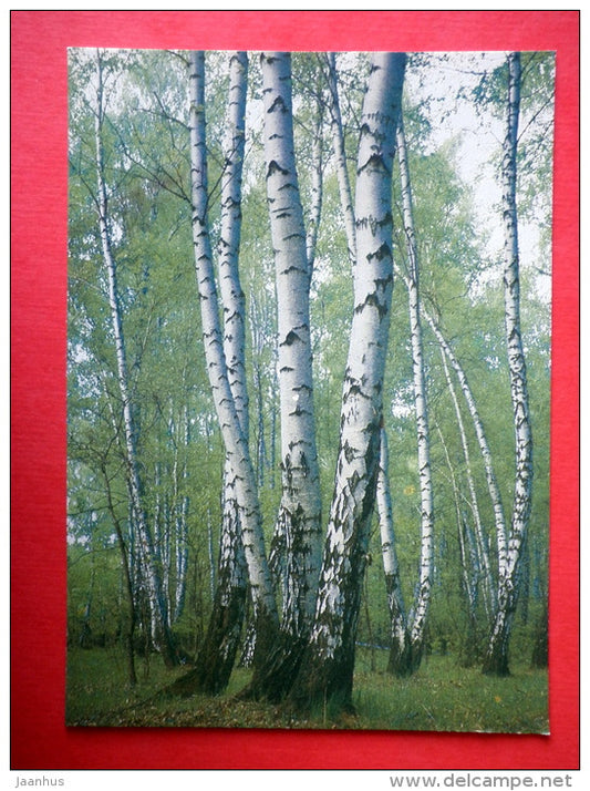birchwood - Sergei Yesenin Museum-Reserve - 1986 - USSR Russia - unused - JH Postcards