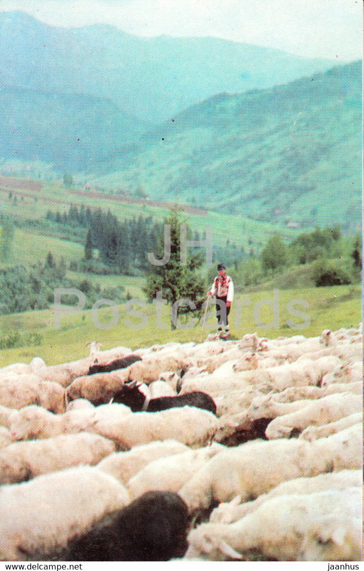 shepherd - sheep - Carpathian Mountains - Carpathians - 1971 - Ukraine USSR - unused - JH Postcards