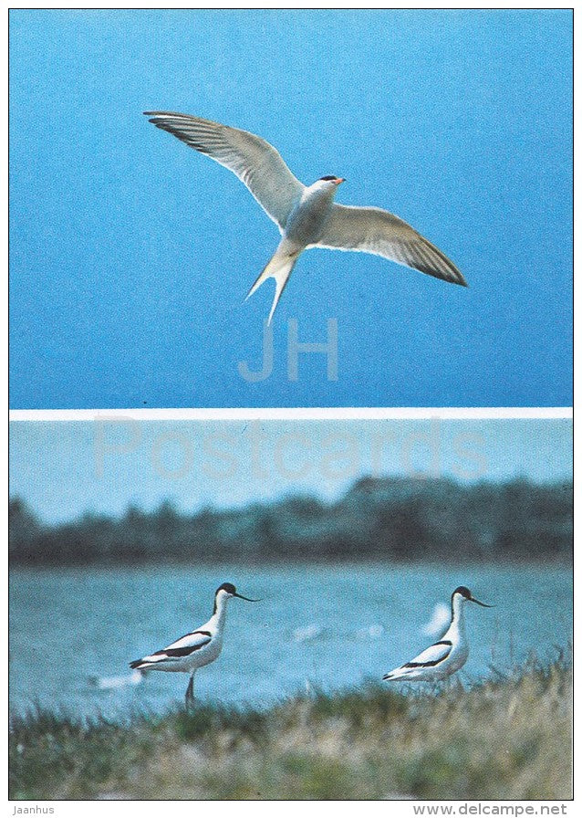 Thew Common Tern (Sterna hirundo) and the Avocet on Valgekrae islets - Hiiumaa island - 1990 - Estonia USSR - unused - JH Postcards