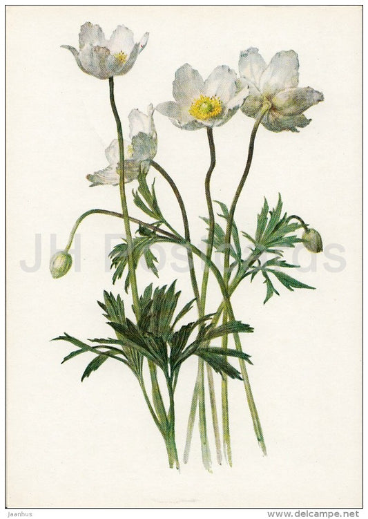 Snowdrop Anemone - Anemone sylvestris - Plants under protection - 1981 - Russia USSR - unused - JH Postcards