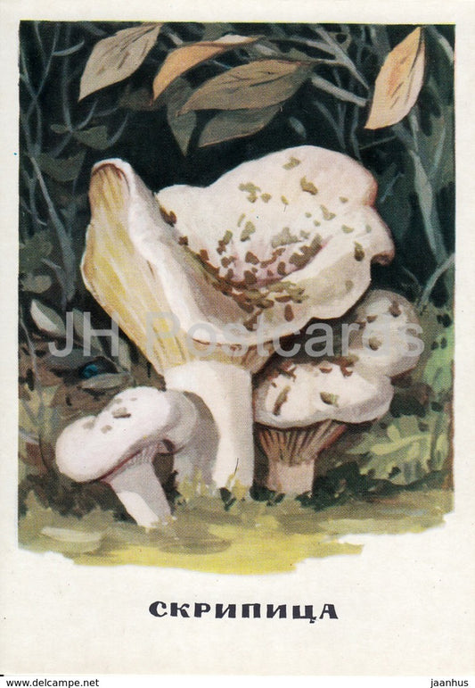 Fleecy milk-cap - mushrooms - illustration - 1971 - Russia USSR - unused - JH Postcards