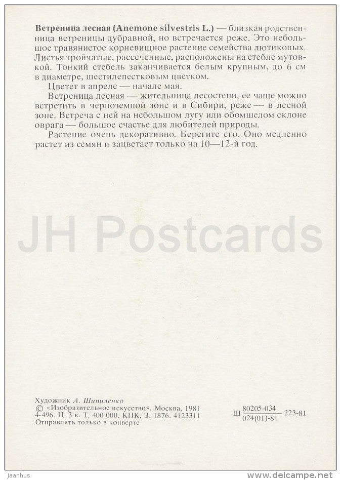 Snowdrop Anemone - Anemone sylvestris - Plants under protection - 1981 - Russia USSR - unused - JH Postcards