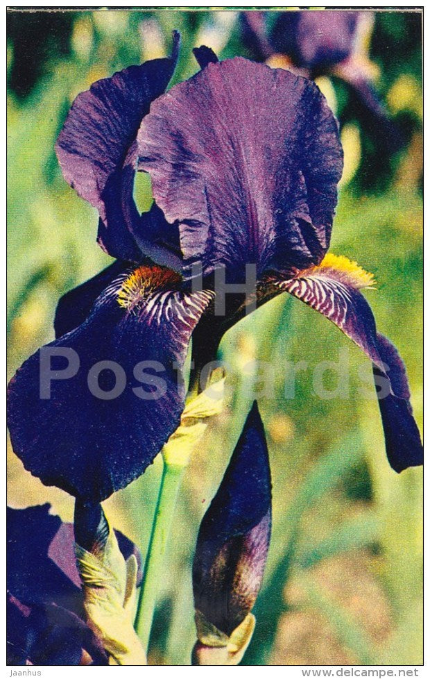 Iris - flowers - 1972 - Russia USSR - unused - JH Postcards