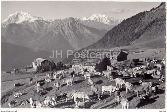 Riederalp ob Morel - Fletschhorn u. Mischabel - cow - 4948 - Switzerland - old postcard - unused - JH Postcards