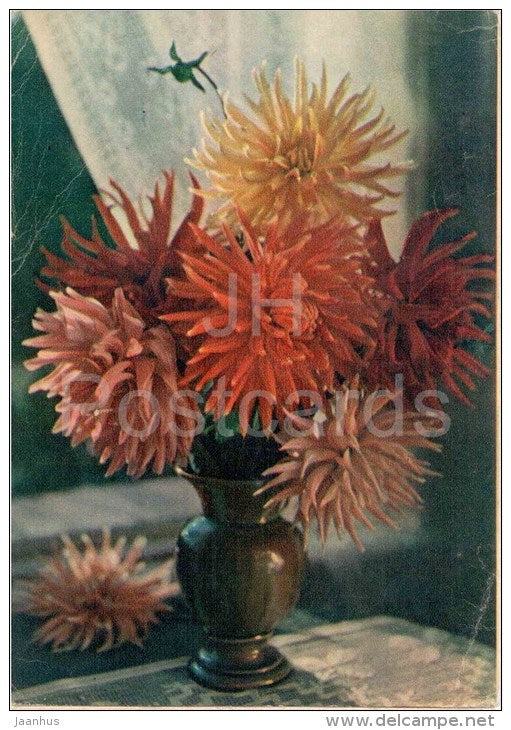 Cactus Dahlias - flowers - vase - 1959 - Russia USSR - unused - JH Postcards