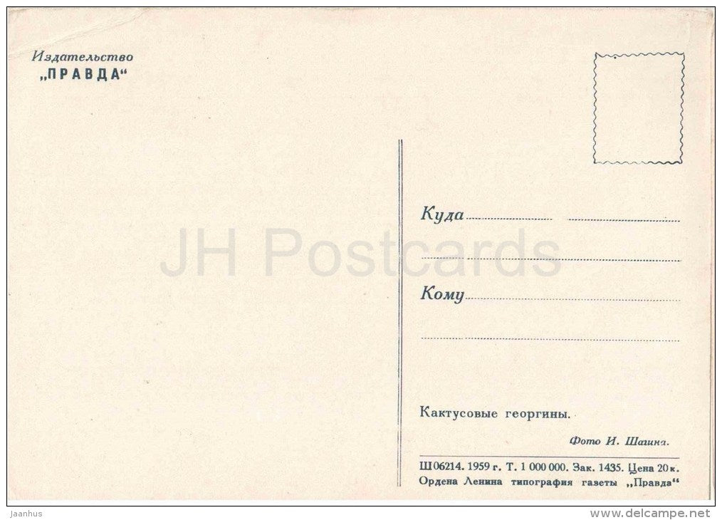 Cactus Dahlias - flowers - vase - 1959 - Russia USSR - unused - JH Postcards