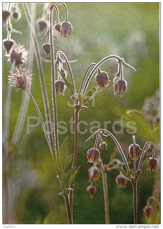 Water Avenst (Geum rivale) on Saarnaki islets - Hiiumaa island - 1990 - Estonia USSR - unused - JH Postcards