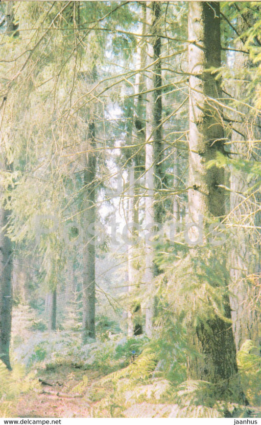 Belovezhskaya Pushcha National Park - the famous fir-tree thickets - 1981 - Berarus USSR - unused - JH Postcards