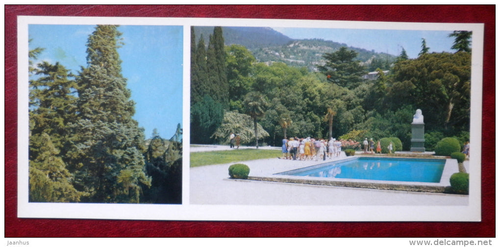 Abies concolor , White fir - parterre in the upper park - Nikitsky Botanical Garden - 1982 - Ukraine USSR - unused - JH Postcards