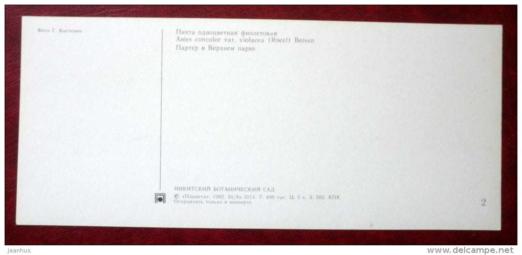 Abies concolor , White fir - parterre in the upper park - Nikitsky Botanical Garden - 1982 - Ukraine USSR - unused - JH Postcards