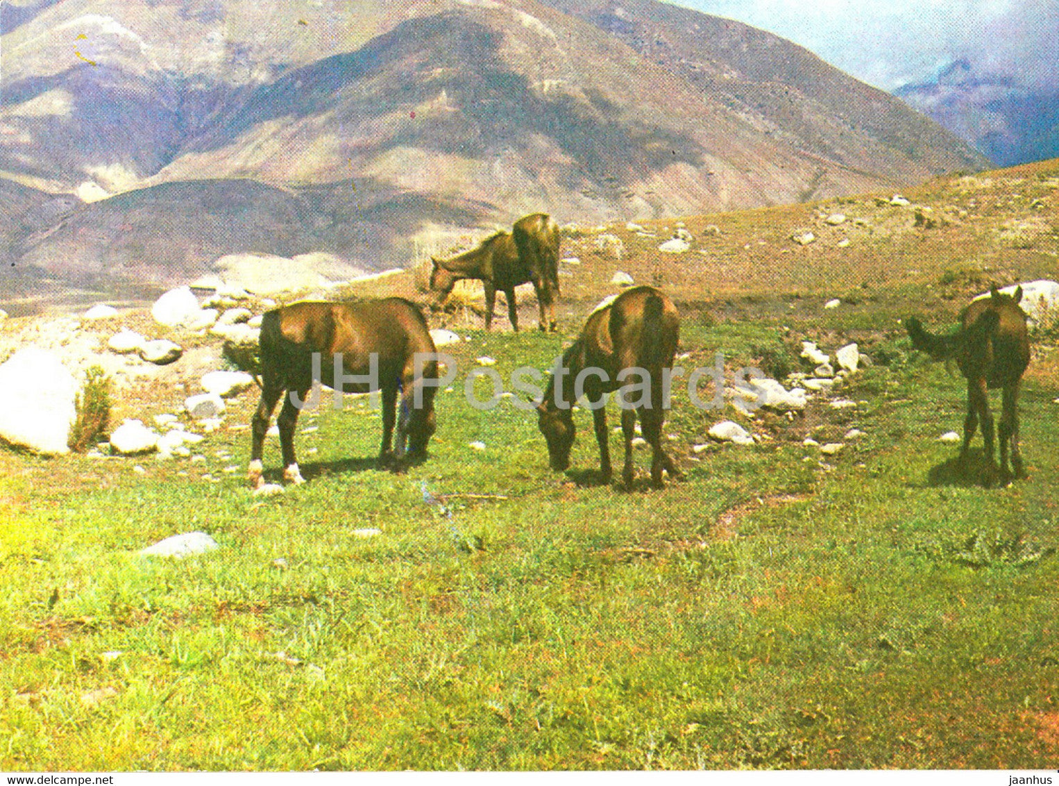 expanse - horse - Nature Trails - 1981 - Uzbekistan USSR - unused - JH Postcards