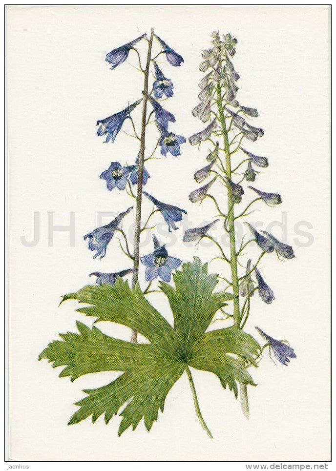 alpine delphinium - Delphinium elatum - Plants under protection - 1981 - Russia USSR - unused - JH Postcards