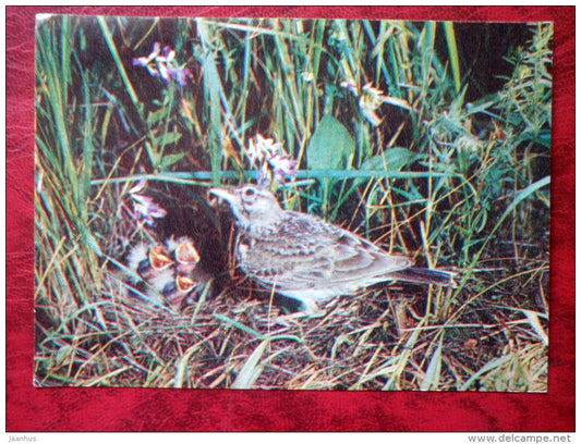 Crested Lark - Galerida cristata - birds - 1982 - Russia - USSR - unused - JH Postcards