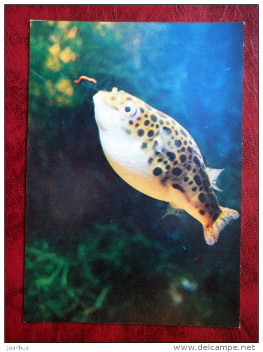 Green pufferfish - Tetraodon fluviatilis - aquarium fishes - 1980 - Russia USSR - unused - JH Postcards