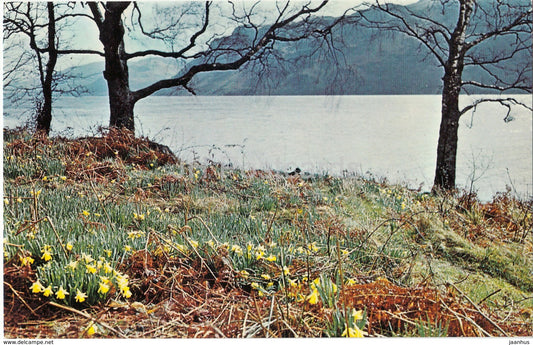 Wordsworth' s Daffodils at Ullswater - PT21636 - 1970 - United Kingdom - England - used - JH Postcards