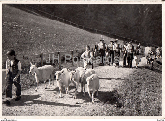 Alp Aufzug - folk costumes - sheep - cow - 25396 - 1952 - Switzerland - used - JH Postcards