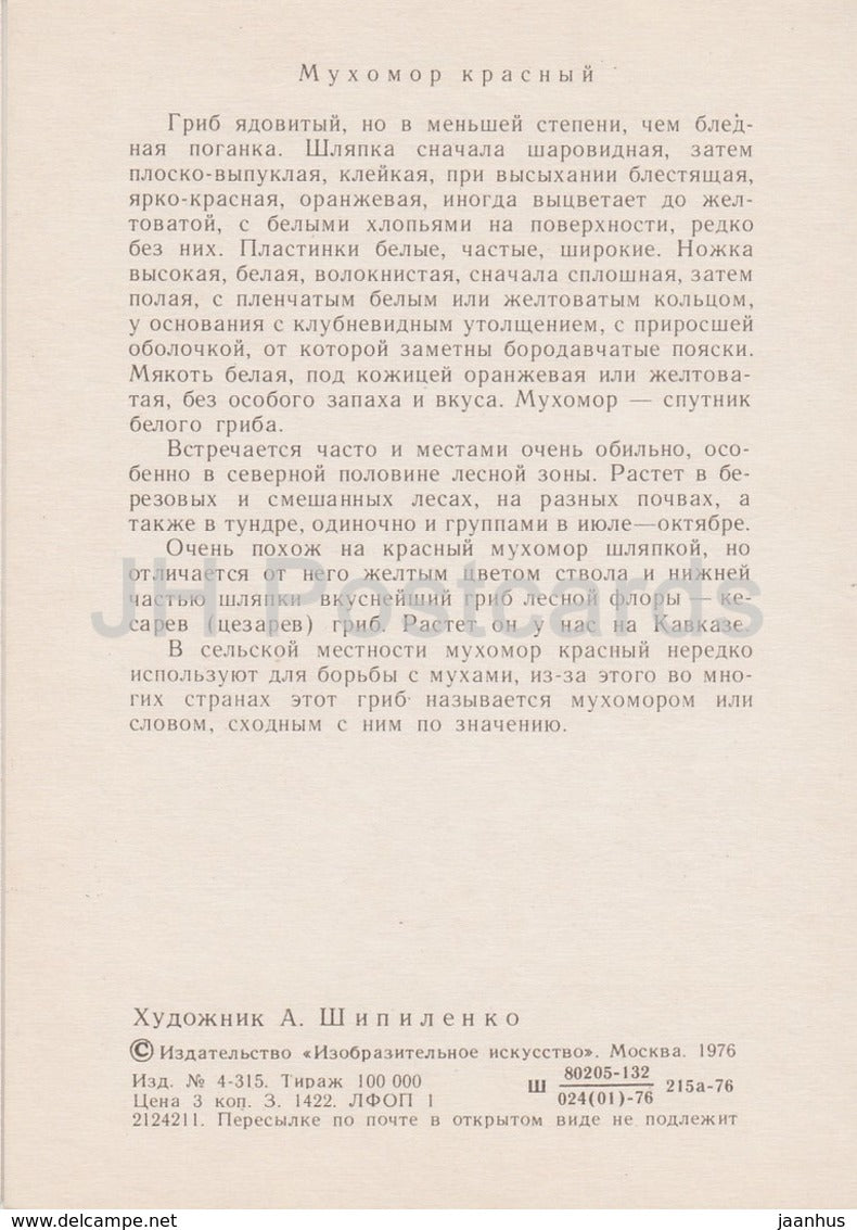 Fly agaric - Amanita muscaria - illustration by A. Shipilenko - Mushrooms - 1976 - Russia USSR - unused - JH Postcards