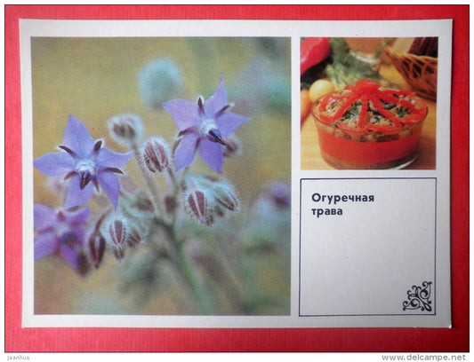 Borage , Borago officinalis - borage salad - Dishes of Wild Herbs - 1985 - Russia USSR - unused - JH Postcards