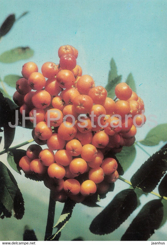 Rowan Tree - plants - Bulgaria - unused - JH Postcards