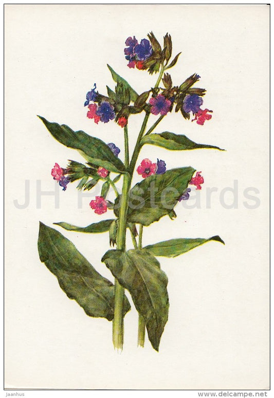 Lungwort - Pulmonaria officinalis - Plants under protection - 1981 - Russia USSR - unused - JH Postcards