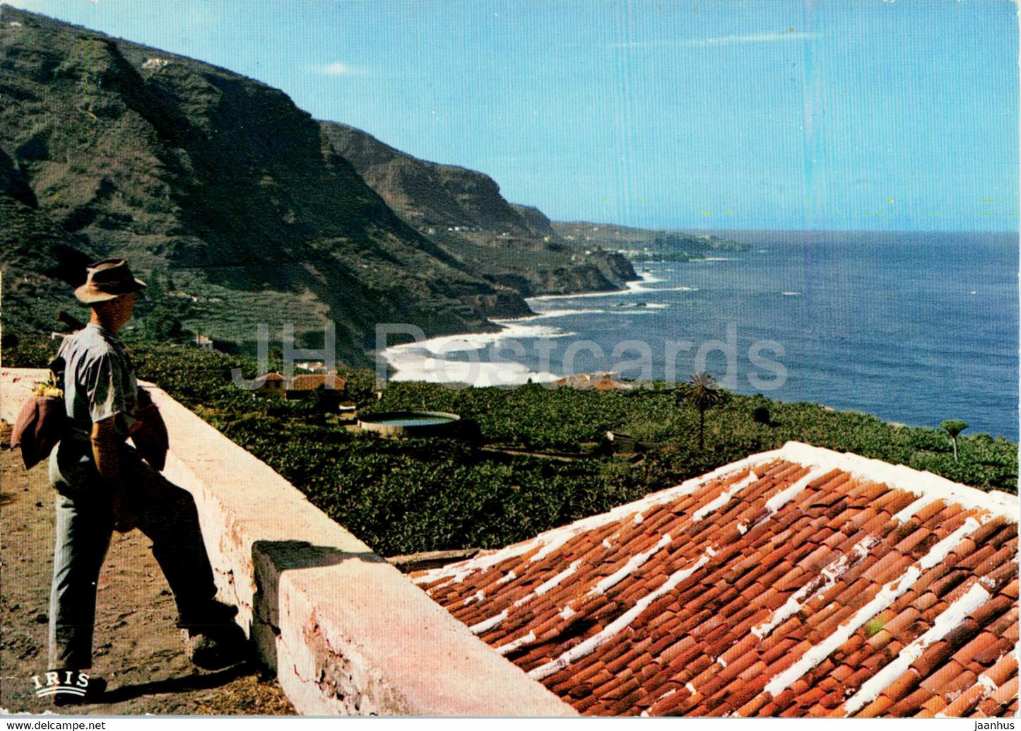 Tenerife - Rehalejo Bajo - Plataneras en la costa norte - Banana trees on the north coast - Spain - unused - JH Postcards