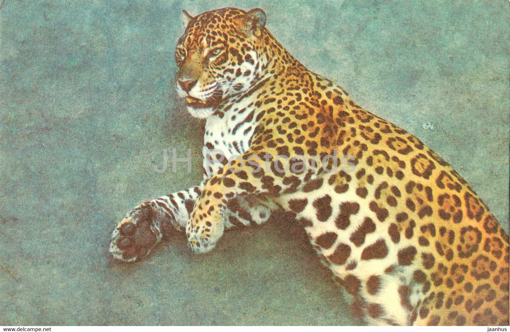 Jaguar - Panthera onca - Riga Zoo - Latvia USSR - unused - JH Postcards