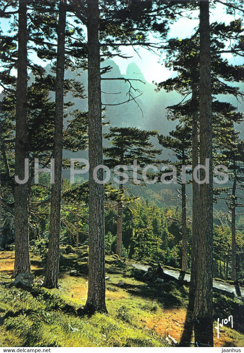 Foret de Bavella - Magnifique Foret de Pins Lariccio - forest - 20 - France - unused - JH Postcards