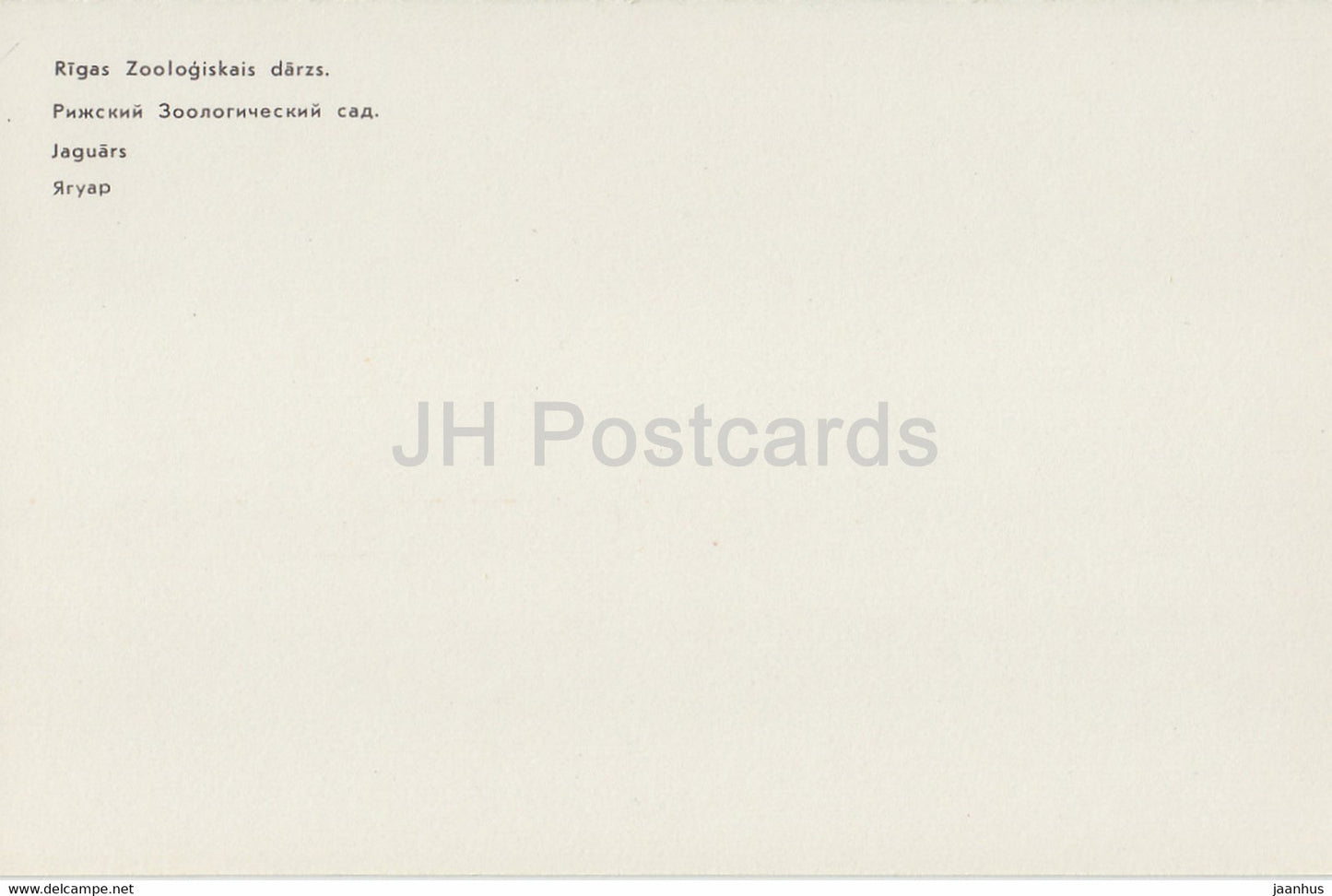 Jaguar - Panthera onca - Riga Zoo - Latvia USSR - unused