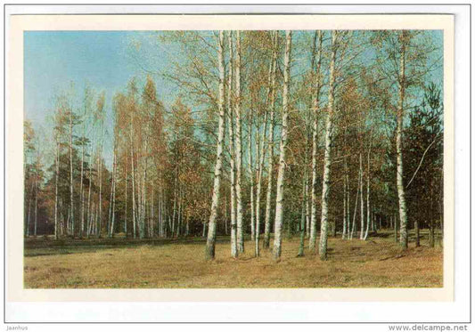 Landscape in the White-Birch-Tree area - Pavlovsk - 1971 - Russia USSR - unused - JH Postcards