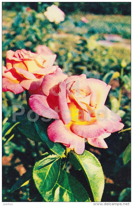 rose Gloria Dei - flowers - 1972 - Russia USSR - unused - JH Postcards
