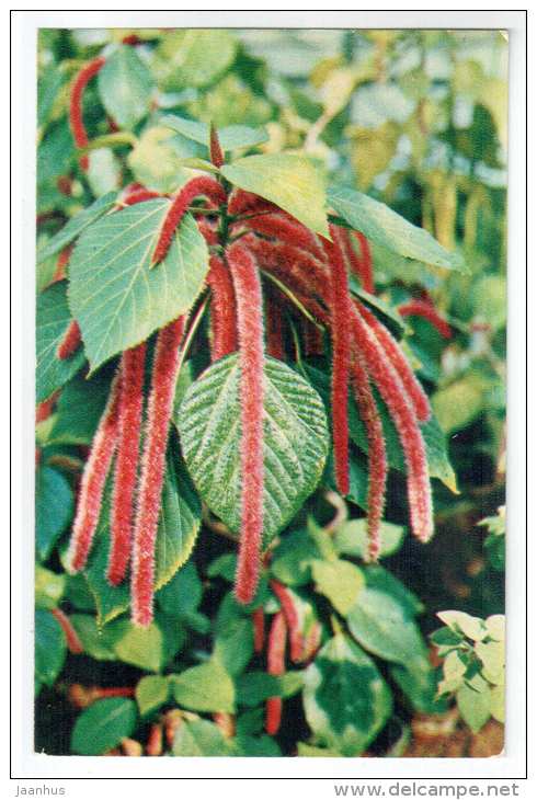 Chenille plant - Acalypha hispida - Decorative House Plants - flowers - 1974 - Russia USSR - unused - JH Postcards