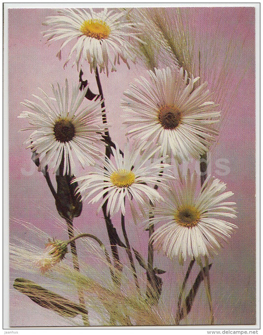 mini Birthday greeting card - daisy - 1989 - Russia USSR - unused - JH Postcards