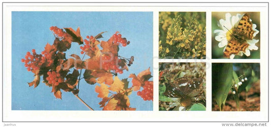 berries - butterfly - lily of the valley - flowers - Darwin Nature Reserve - 1983 - Russia USSR - unused - JH Postcards