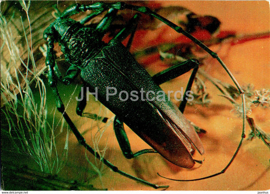 Great capricorn beetle - Cerambyx cerdo - insects - 1977 - Russia USSR - unused - JH Postcards