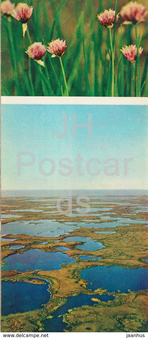 Chives - plants - Tundra in bloom - 1973 - Russia USSR - unused - JH Postcards