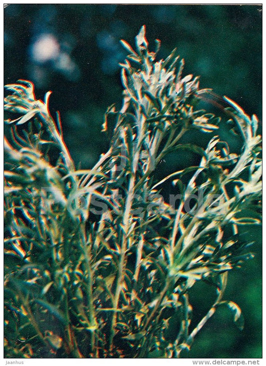 Marsh cudweed - Gnaphalium uliginosum - Medicinal Plants - 1983 - Russia USSR - unused - JH Postcards
