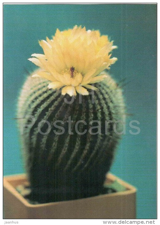 Silver Ball Cactus - Notocactus scopa - cactus - plants - 1990 - Russia USSR - unused - JH Postcards