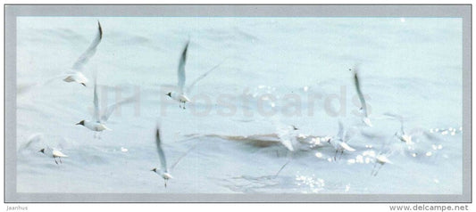 morning in the Amursky bay - gull - Vladivostok - 1977 - Russia USSR - unused - JH Postcards