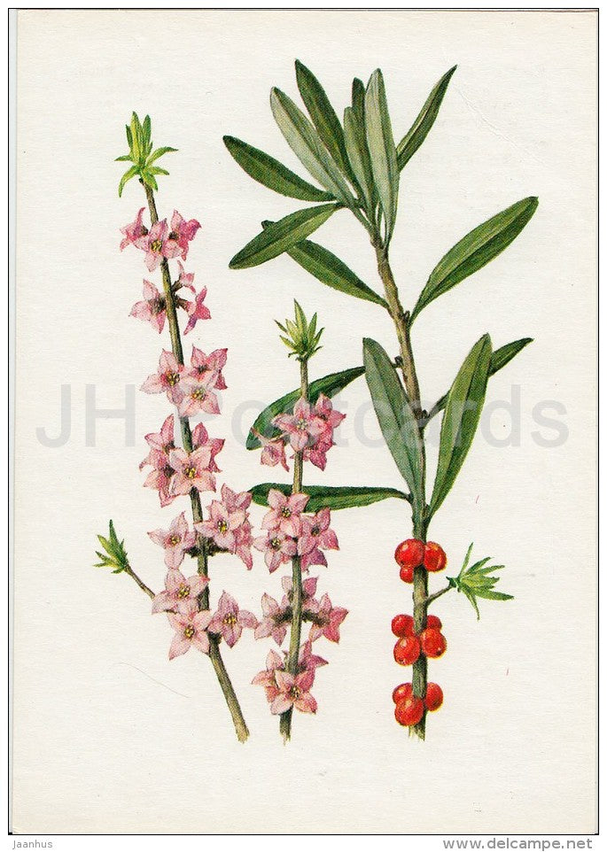 February daphne - Daphne mezereum - Plants under protection - 1981 - Russia USSR - unused - JH Postcards