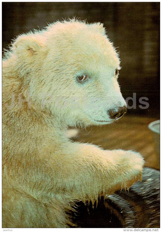 Polar bear - Ursus maritimus - large format card - Tallinn Zoo 50 - 1989 - Estonia USSR - unused - JH Postcards