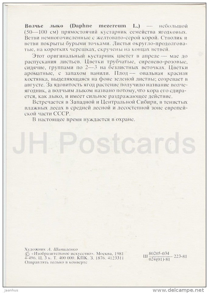 February daphne - Daphne mezereum - Plants under protection - 1981 - Russia USSR - unused - JH Postcards