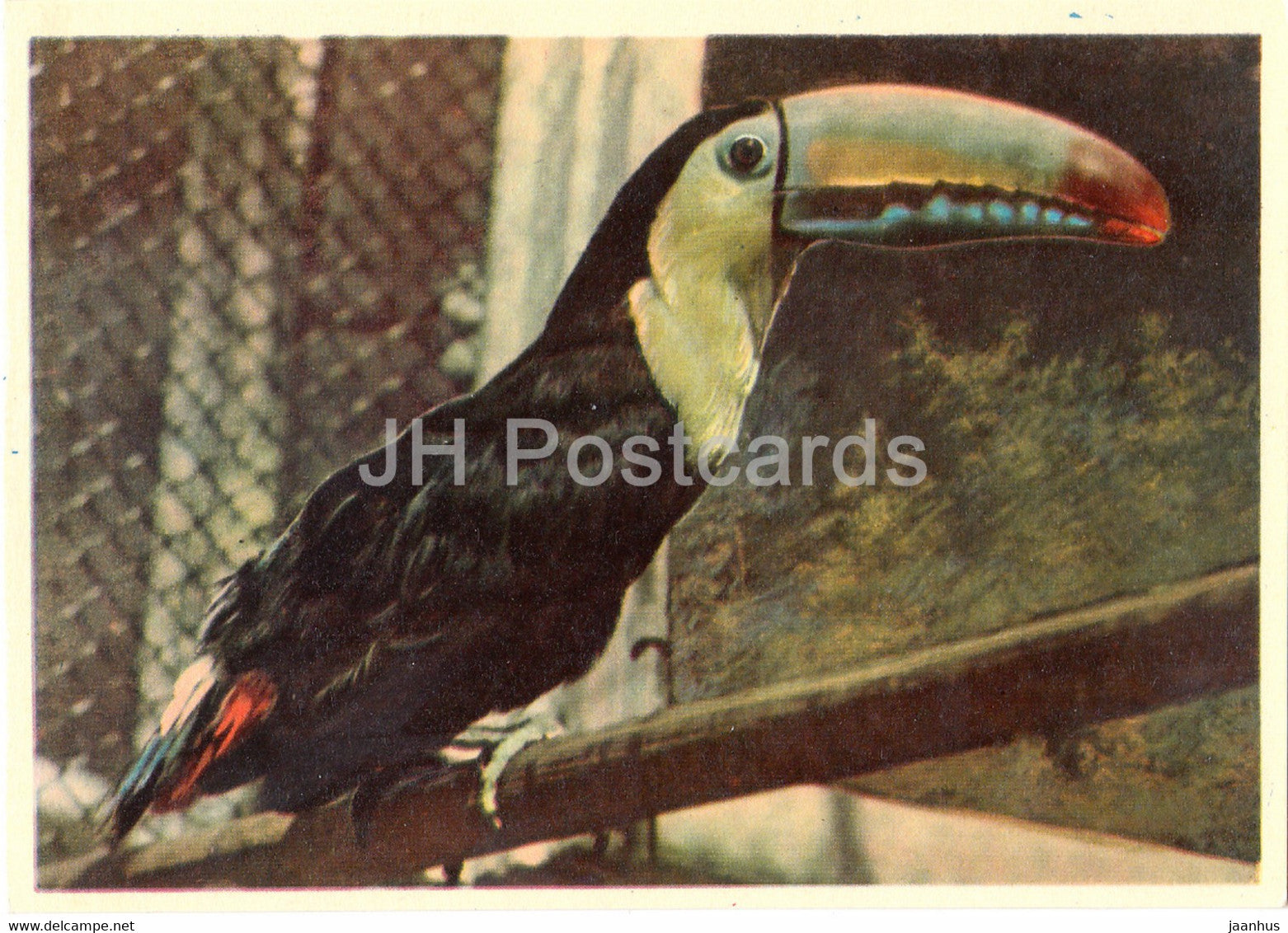 Toucan - birds - Moscow Zoo - 1963 - Russia USSR - unused - JH Postcards