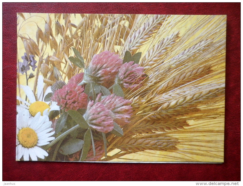 Greeting Card - wheat - daisies - clover - 1985 - Estonia USSR - unused - JH Postcards
