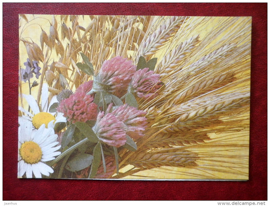 Greeting Card - wheat - daisies - clover - 1985 - Estonia USSR - unused - JH Postcards